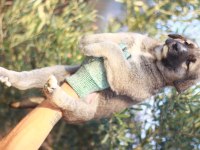 DEV ADAYLARI ANADOLU ÇOBAN KÖPEĞİ YAVRULARI