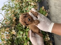 İçinizi ısıtan toy poodle bebekler