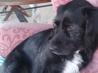 Bodrum Kayıp ilanı köpeğimiz için