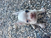 2 aylık merle french bulldog sahiplendirilecek