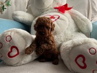 Kendi kızımın yavruları orjinal Red Poodle Yer Antalya