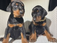 İri Doberman Erkek Ve Dişi Yavrular