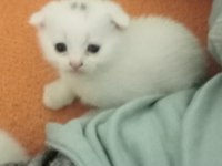 2 aylık yavru scottish fold