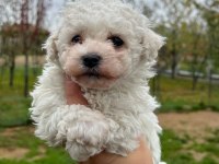 Sıradan değil safkan bichon frise
