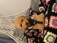 Aşılı Micro Çipli Poodle Erkek Yavrumuz