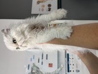 ÜCRETSİZ SAHİPLENDİRME 10 AYLIK KEDİMİZ