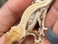 Her Morphtan Crested Gecko Yavrularımız