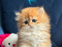 Show kalite british longhair golden yavrular