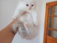2.5 aylık british longhair kaliteli bebekler