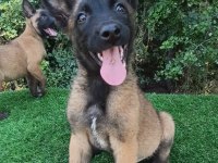 Belçika Malinois İyisini Büyütmek İsteyenlere