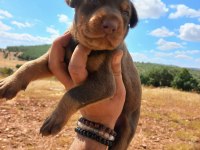 A kalite doberman bebekler