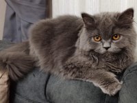 British longhair kızıma güzel yuva arıyoruz