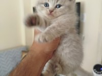British Longhair Dişi Yavru