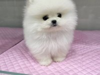 POMERANİAN BOO KÖPEĞİ