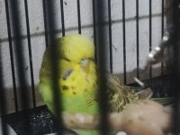 Maşallah show jumbo muhabbet kuşu damızlık ve yavrular
