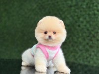 En tatlı Pomeranian Boo