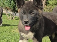 Mükemmel Amerikan Akita
