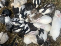 Birbirinden farklı sevimli mi sevimli tavşanlar