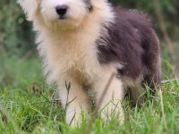 Trde nadir ırklardan bobtail yavrularımız