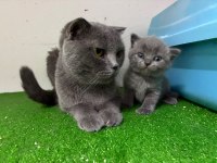 Irk Ve Sağlık Garantili Kediler