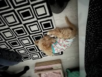 3 Aylık Dişi Maltipoo Yavru