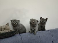 YAVRU KEDİLER BRİTİSH SCOTTİSH FOLD