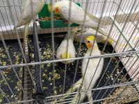 Sultan Ve Cennet Papağanları