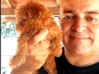 Toy poodle yavrularımız yeni yuvalarına gitmeye hazır