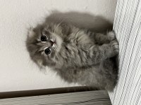 Scottish ve british shorthair kediler