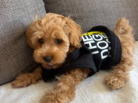 Maltipoo yavrusu