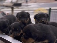 Rottweiler Safkan Yavrular
