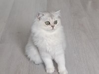 British longhair ns12 dişi 6 aylık