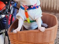 Teacup Elma Kafa Yetişkin Dişi Chihuahua