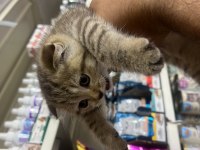 Son dişi scottish fold yavrumuza yuva arıyoruz