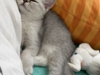 British shorthair kızımız