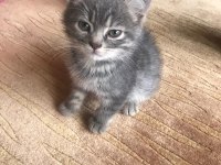 3 AYLIK DİŞİ YAVRU KEDİMİZ