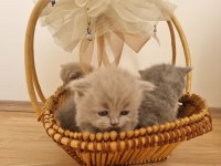 Safkan british shorthair yavrular