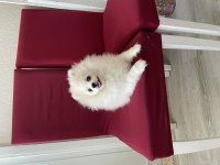 4AY 7 GÜNLÜK POMERANİAN BEYAZ DİŞİ
