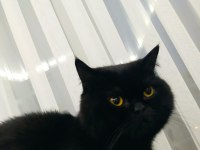 Siyah british shorthair basık yüz