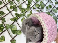 British shorthair kedimiz
