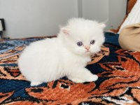 British Longhair golden