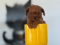 2 aylık ırk ve sağlık garantili poodle köpekler