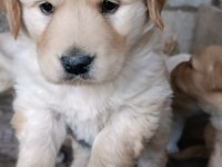 Baby Face Golden Retriever Yavrular