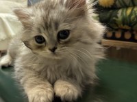 Silver British Longhair Yavrumuz