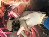 Kaliteli yavru pug sahibi olmak isteyen iletişime geçebilir