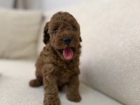DİŞİ DARK RED MİKRO KORE MÜKEMMEL ANATOMİ POODLE