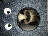 9 aylık erkek exotic shorthair