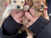 Çok sevimli maltipoo yavruları