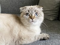 Uysal scottish fold kızıma yuva