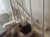 Scottish fold beyaz gri